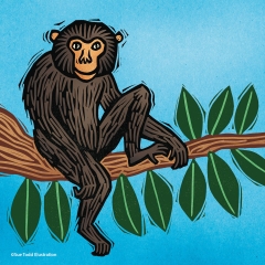 B is for Bonobo