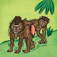 M is for Mandrill