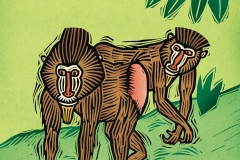 M is for Mandrill