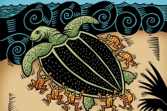Saving the Turtle