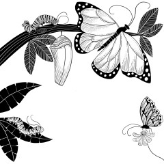 Transformation Transformation